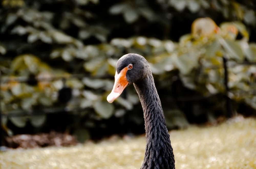 A black swan